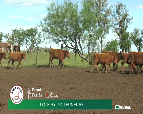 Lote (Vendido)24 Terneras a remate en María Isabel, Artigas