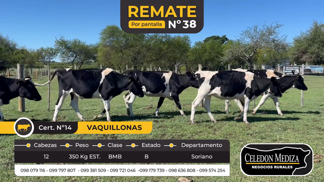 Lote 12 Vaquillonas  en La Concordia, Soriano