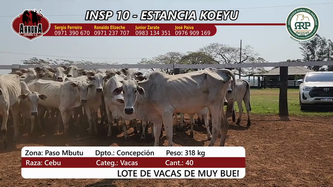 Lote Insp 10