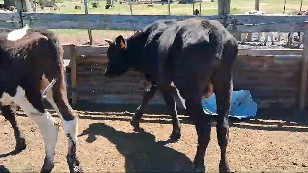 Lote 4 Terneros Holando a remate en Pantalla Camy 160kg -  en Camino del cerro