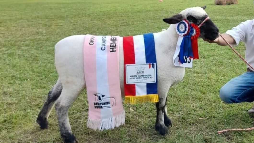 Lote Hampshire Down Expo Internacional 2022 - Lote 41