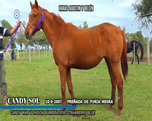 Lote CANDY SOL