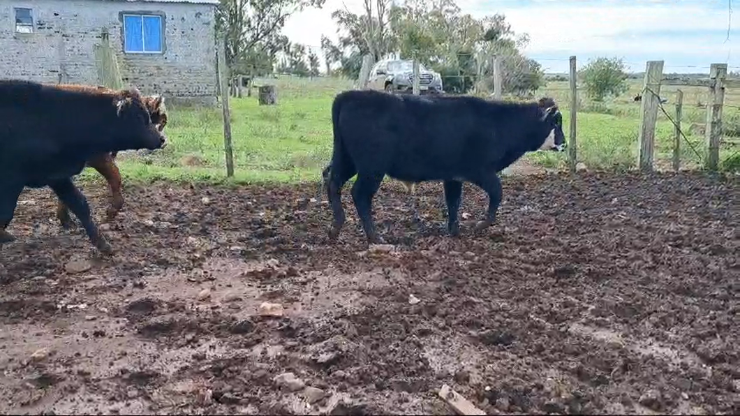 Lote (Vendido)5 Terneros 3 AA,  3 CRUZAS a remate en 2º Remate Virtual Baltasar Brum 162kg -  en BALTASAR BRUM