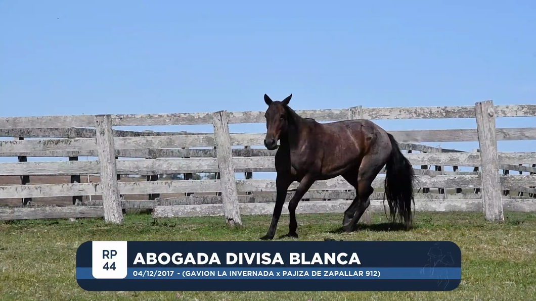 Lote ABOGADA DIVISA BLANCA