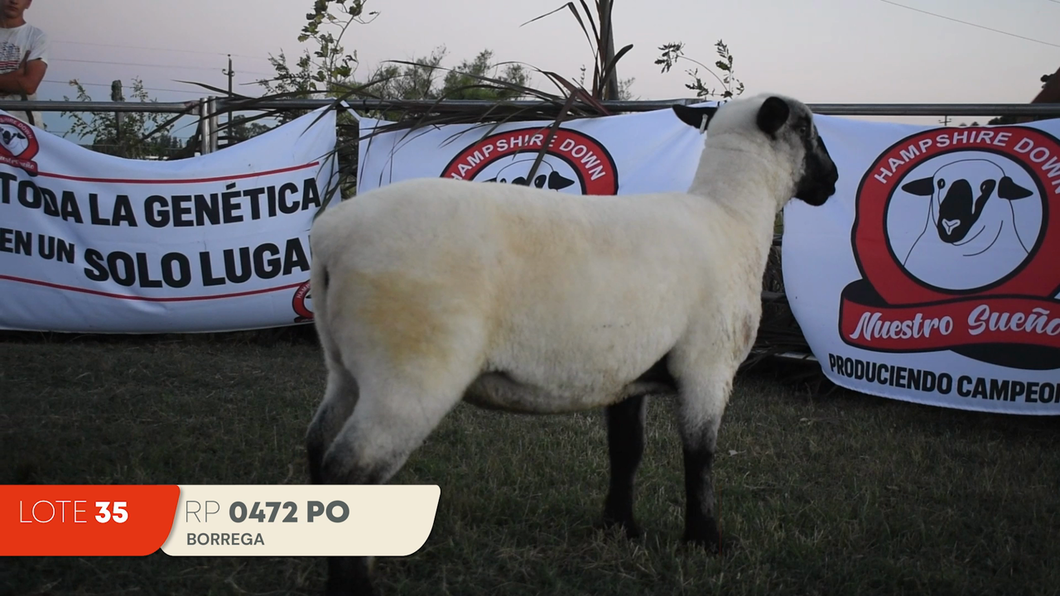 Lote Lote 35