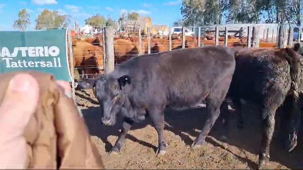 Lote 23 Vaquillonas preñadas TRES ARROYOS