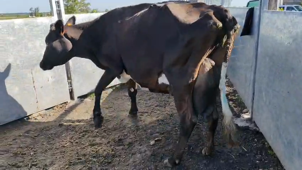 Lote Vacas de Invernada 500kg - , San José