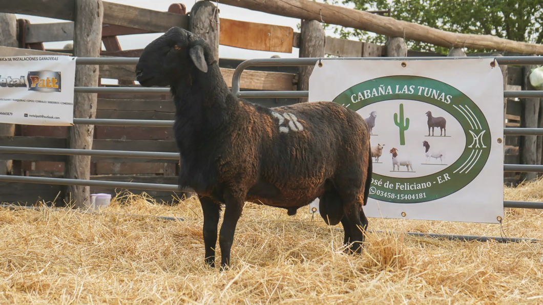 Lote SANTA INES MACHO