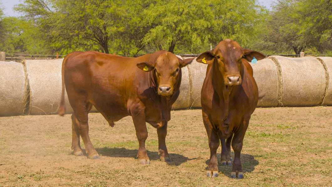 Lote Toros