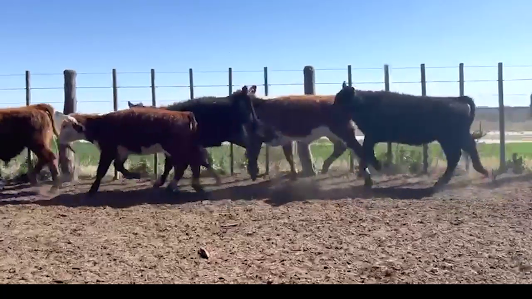 Lote 100 TERNEROS/AS