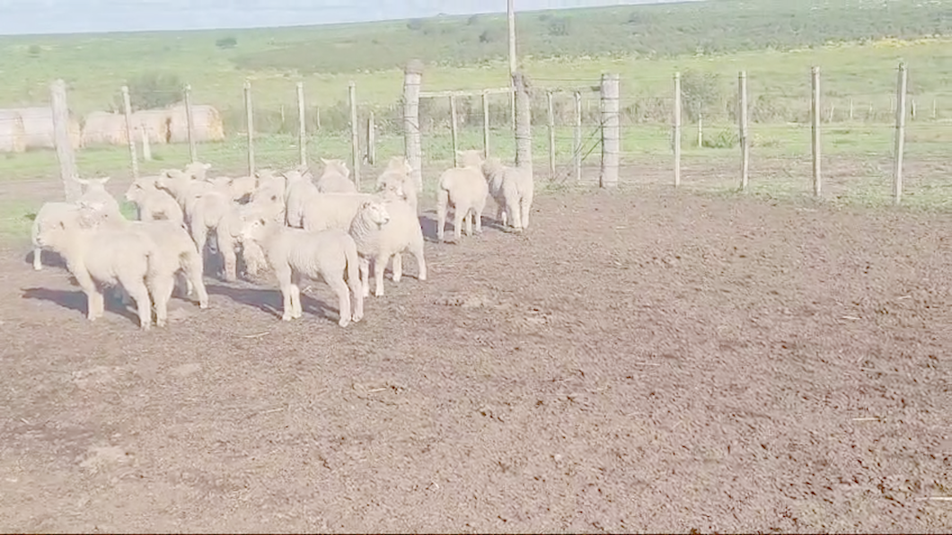 Lote 20 Corderos a remate en #50 Pantalla Carmelo 25kg -  en LARRAÑAGA