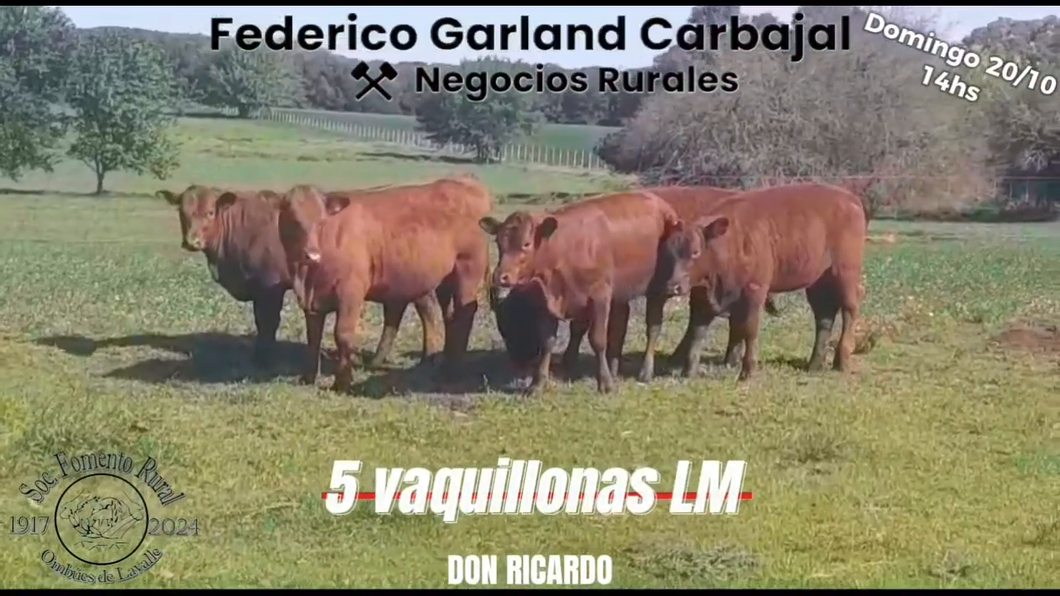 Lote 5 Vaquillonas 1 a 2 años LIMANGUS a remate en Expo Ombues en OMBUES DE LAVALLE