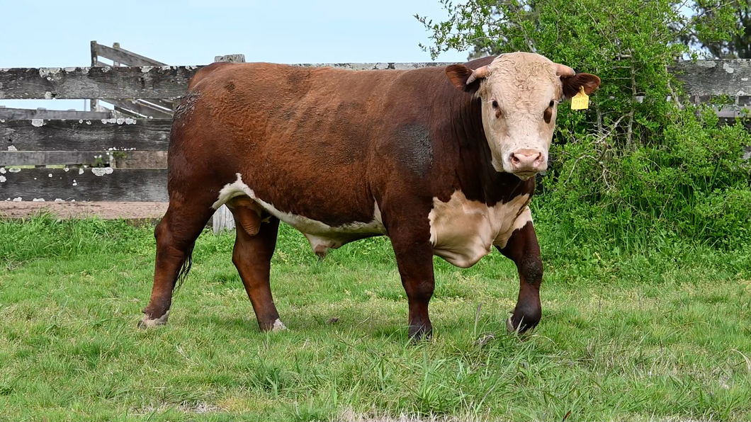 Lote Toros La Lorencita