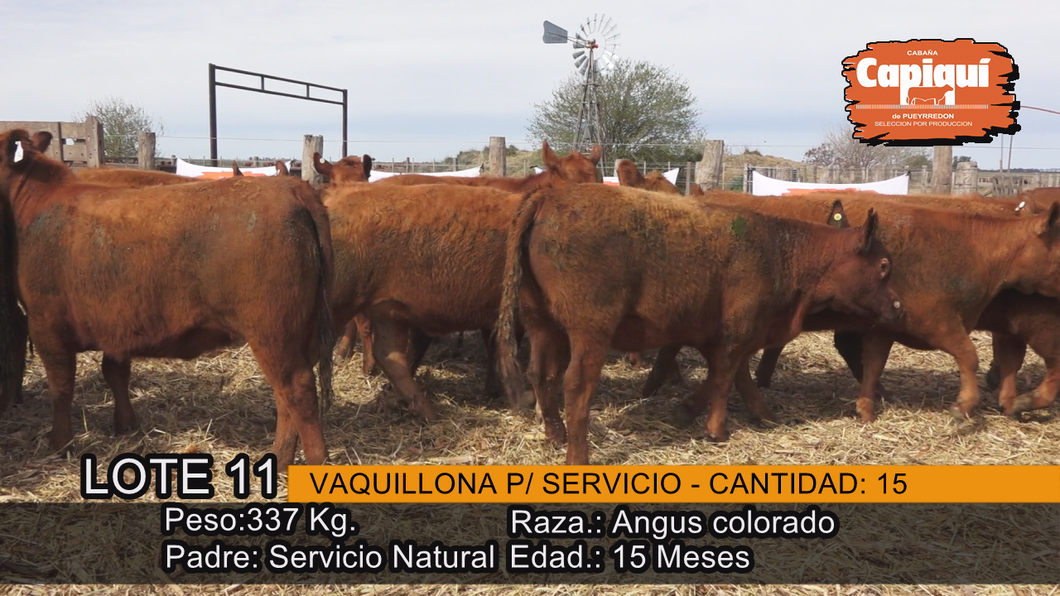 Lote VAQUILLONAS PARA SERVICIO