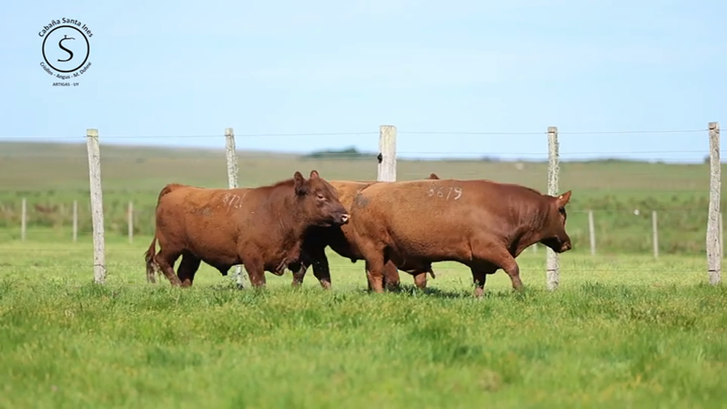 Lote 3 Toros a remate en Santa Ines, Artigas