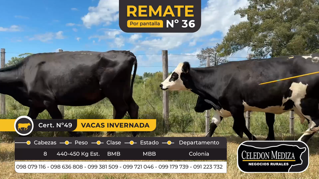 Lote 8 Vacas de Invernada en Colonia