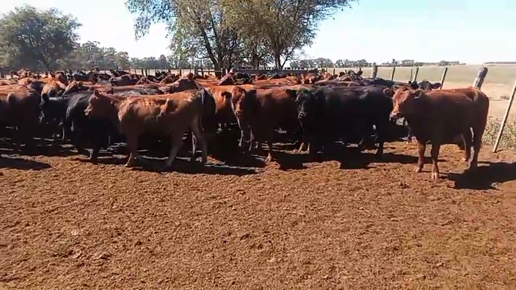 Lote 85 Vaquillonas en Carhue