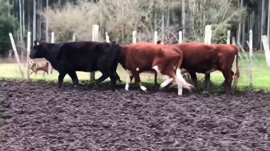 Lote 3 Vacas de Invernada a remate en REMATE POR PANTALLA 379kg - , Durazno
