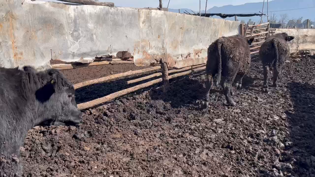 Lote 20 Novillo Gordo en Mostazal, VI Región O'Higgins