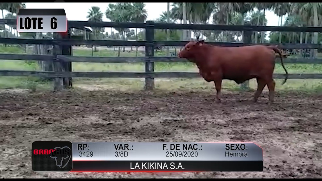 Lote Nacional de Otoño Brangus Campo - Lote 6