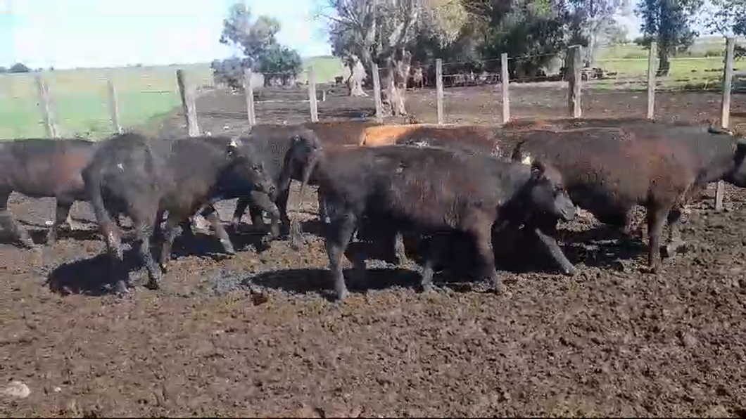 Lote 9 Terneras ANGUS a remate en #50 Pantalla Carmelo 200kg -  en SANTA ELENA