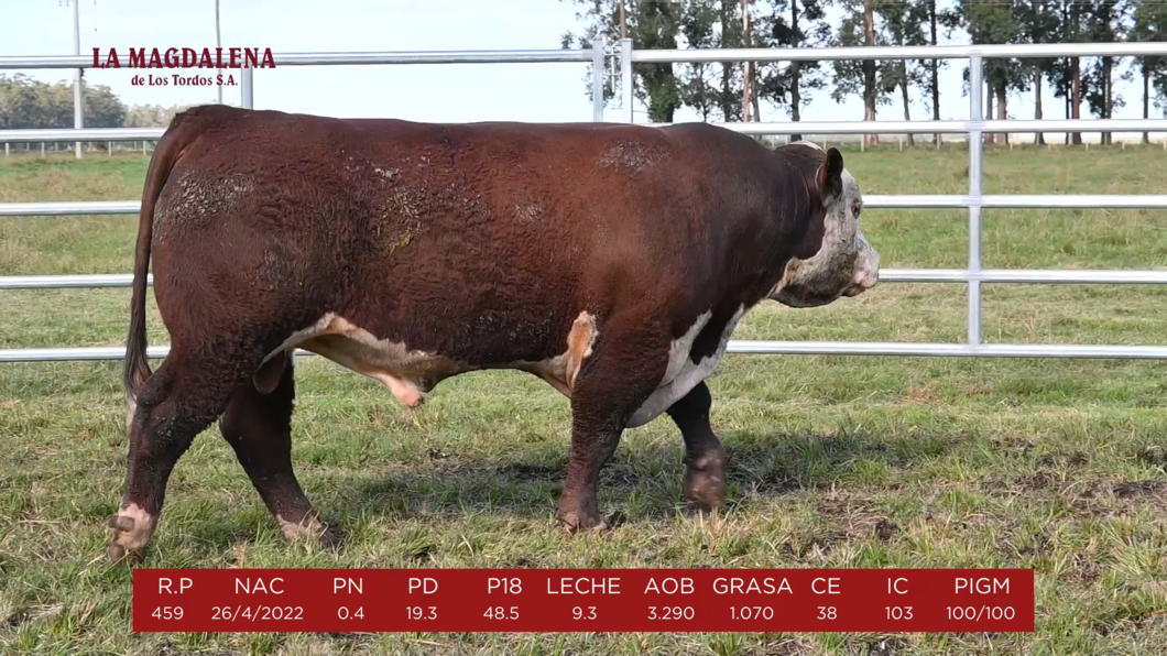 Lote 7 - POLLED HEREFORD PI