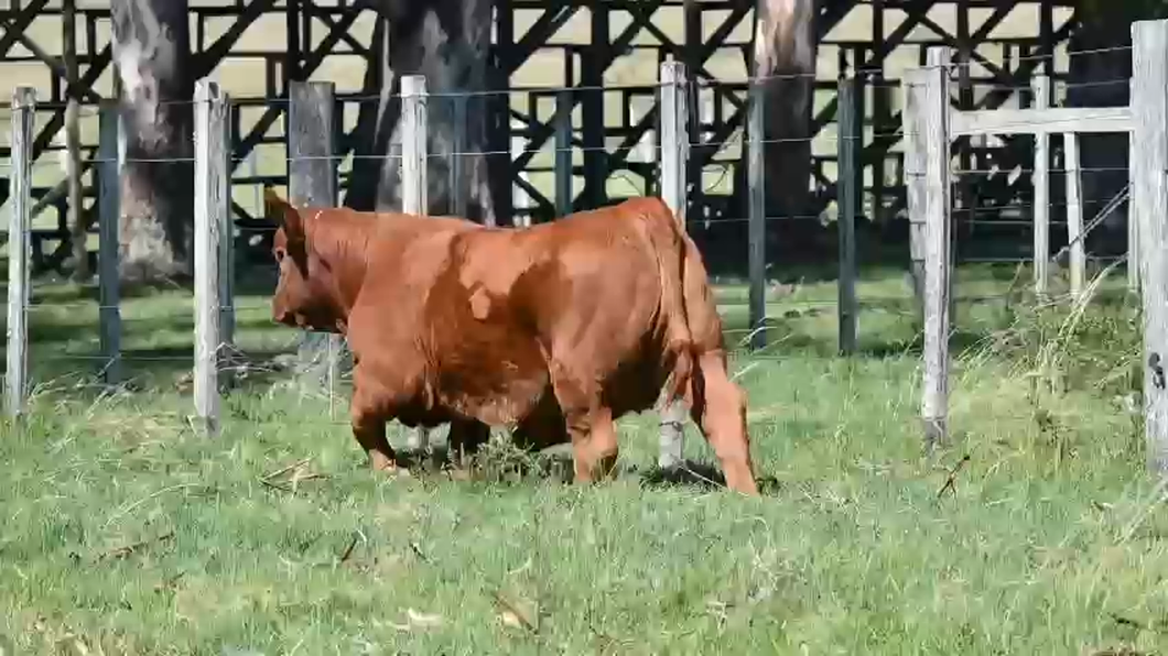 Lote Hembras