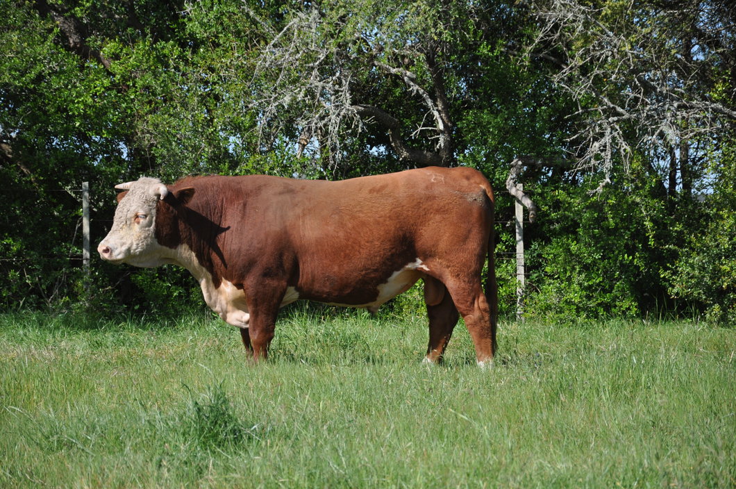 Lote PEDIGREE DE 3 AÑOS