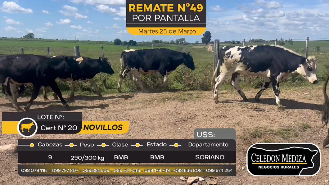 Lote 9 Novillos en Duraznito, Soriano