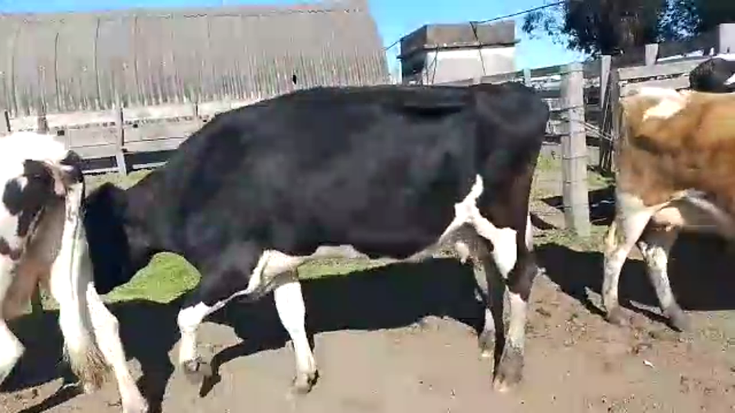 Lote 6 Vacas de Invernada HOLANDO a remate en PANTALLA CAMY - SAN JOSE  1500 VACUNOS 470kg - , San José