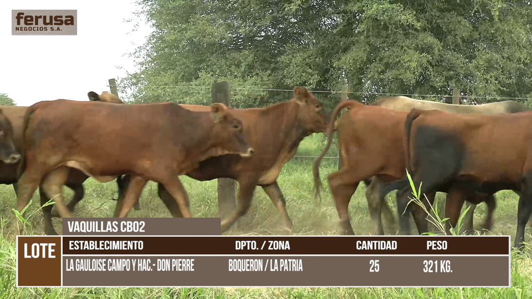 Lote LOTE 5