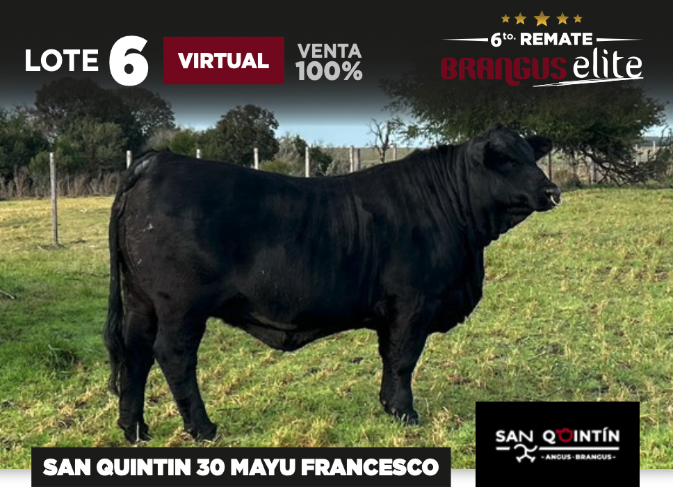 Lote SAN QUINTIN 30 MAYU FRANCESCO - SAN QUINTIN