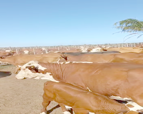 Lote 25 Vacas medio uso C/ gtia de preñez en Aguará Grande, Santa Fe