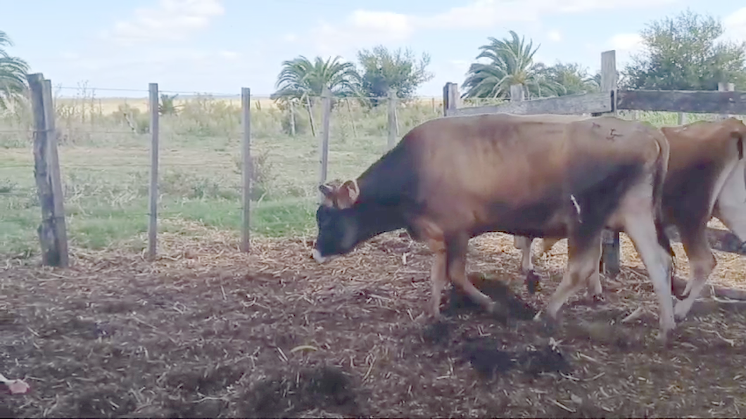 Lote 2 Toros JERSEY a remate en #42 Pantalla Carmelo  en PIEDRA CHATA