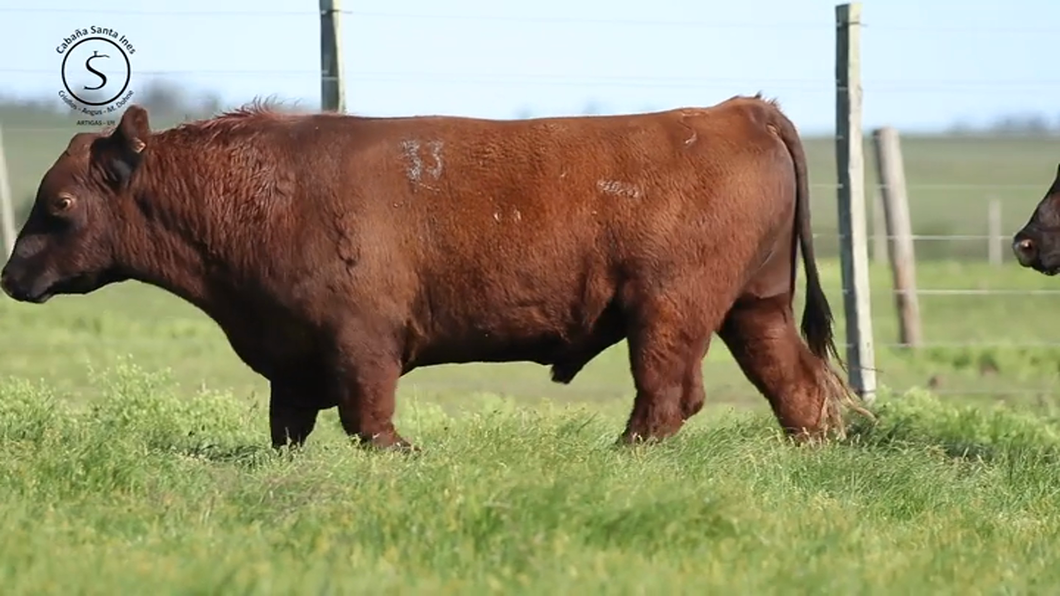 Lote 3 Toros a remate en Santa Ines, Artigas