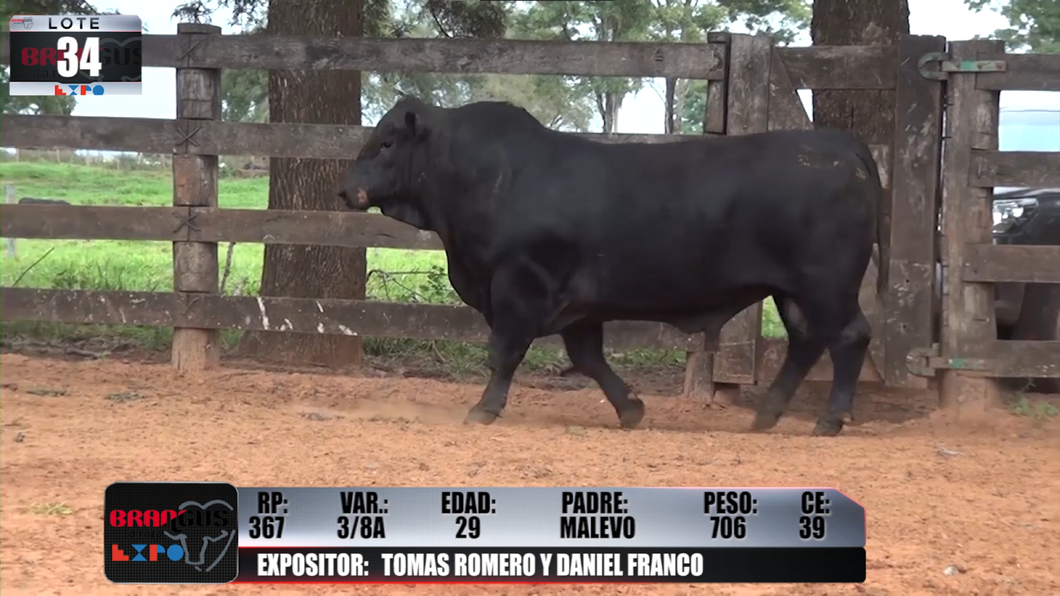 Lote Brangus a Campo Expo 2022 - Lote 34