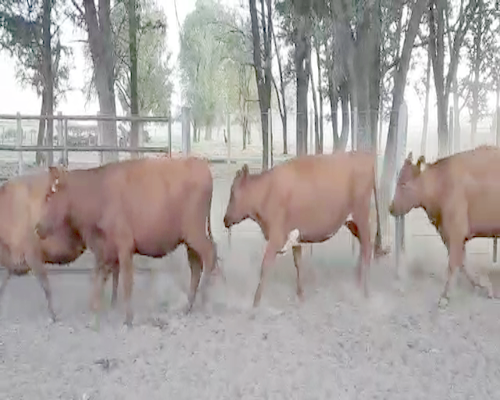 Lote 31 Vacas medio uso en Pellegrini, Buenos Aires