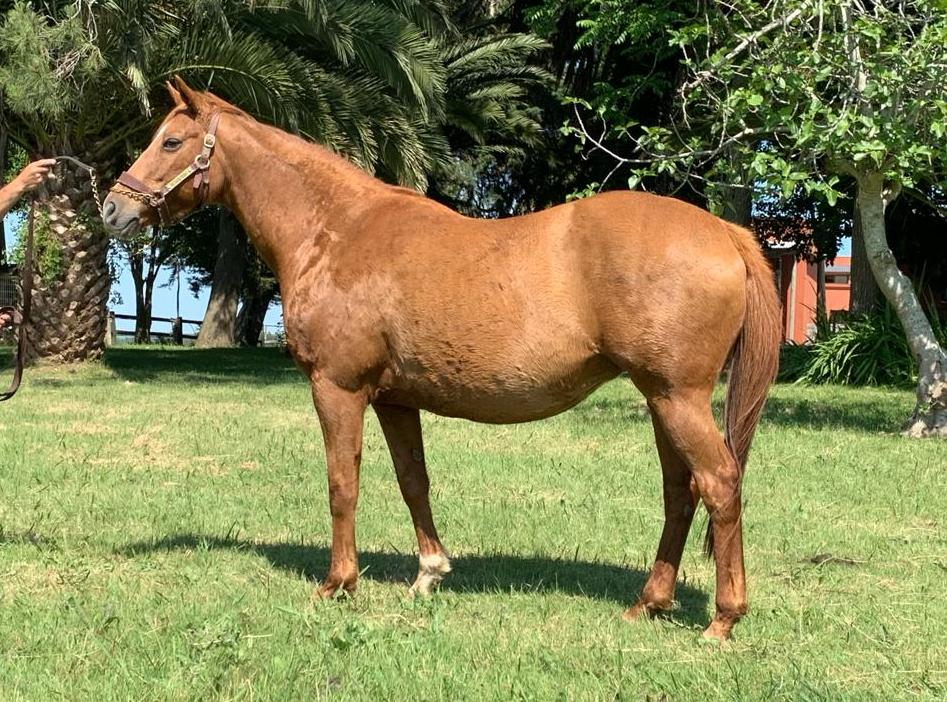 Lote Ballet Royale – Yegua preñada de Brujo de Olleros