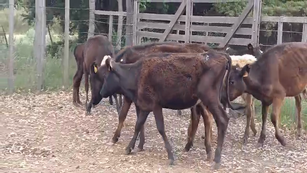 Lote 9 Terneras CRUZAS a remate en #50 Pantalla Carmelo 140kg - , Colonia