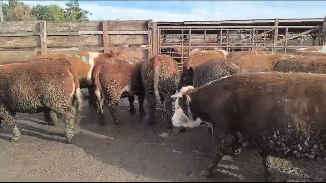 Lote 15 Vaquilla Gorda en Los Ángeles, VIII Región Biobío