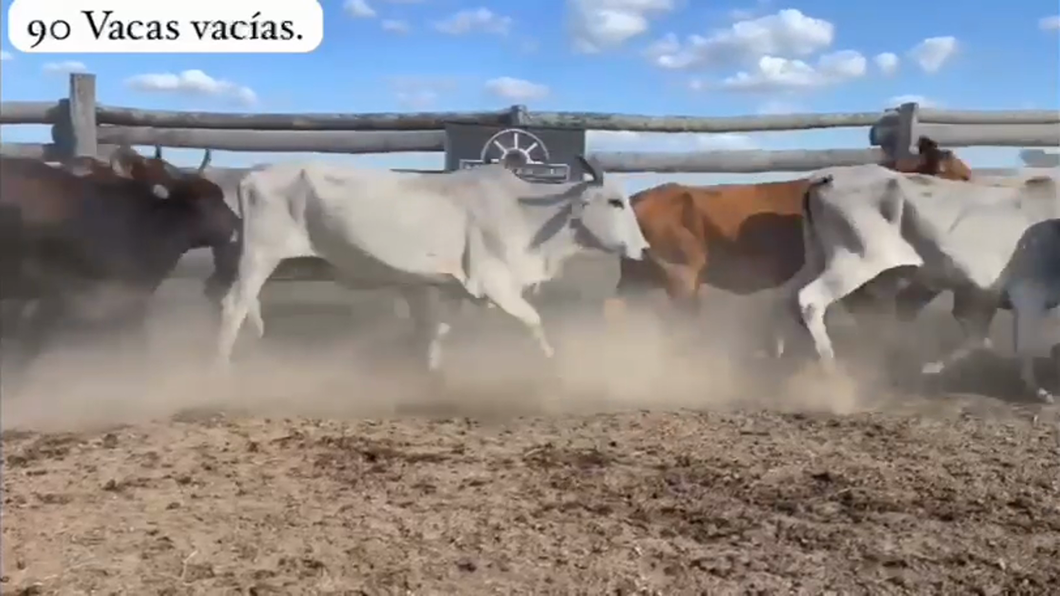 Lote 150 Vacas de Invernada en Presidente Hayes