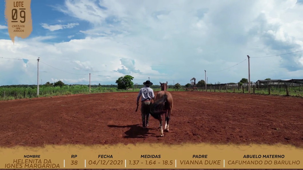 Lote HELENITA DA IGNÊS MARGARIDA