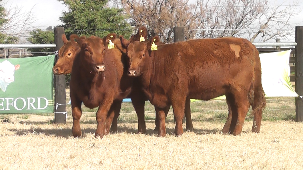 Lote VAQUILLONAS ANGUS COLORADAS PC PREÑADAS PARICION PRIMAVERA