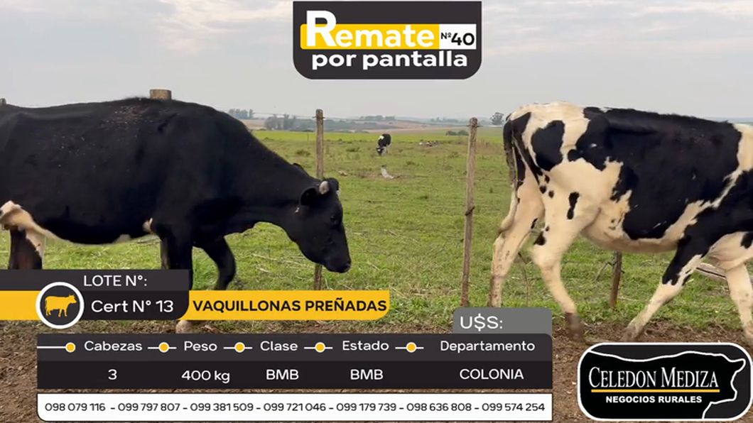Lote 3 Vaquillonas preñadas en Colonia