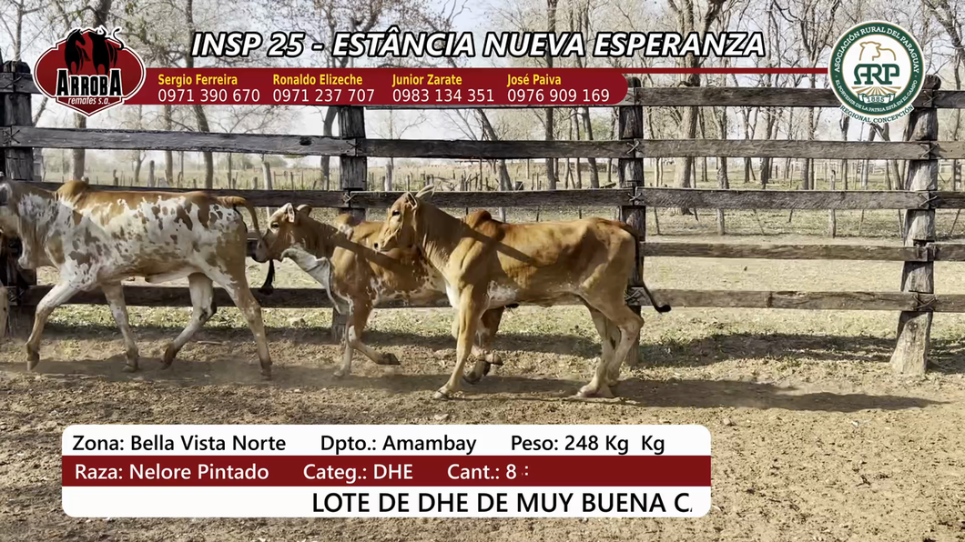 Lote Insp 25