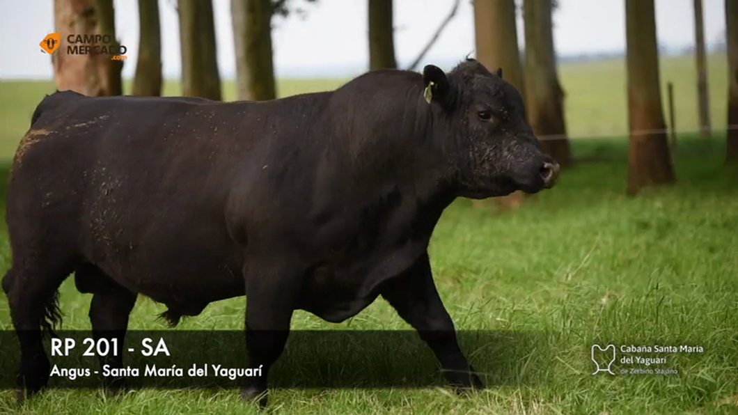 Lote (Vendido)Toros AA 2 AÑOS SA a remate en Subasta Santa Maria del Yaguari, Tacuarembó