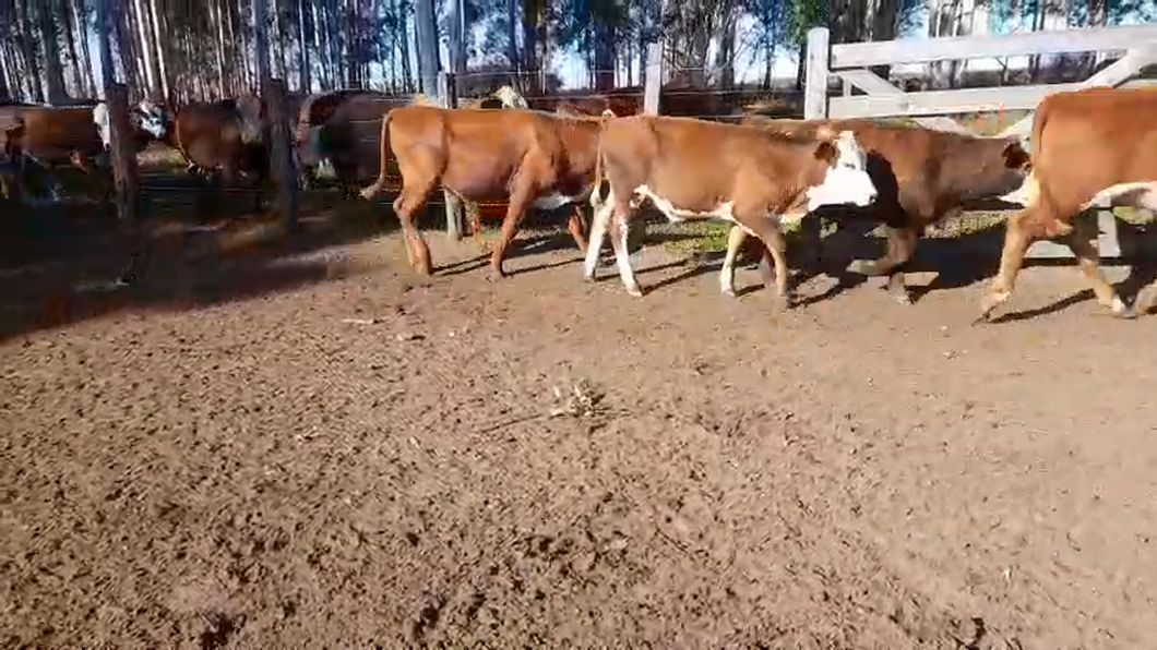 Lote 70 Terneros