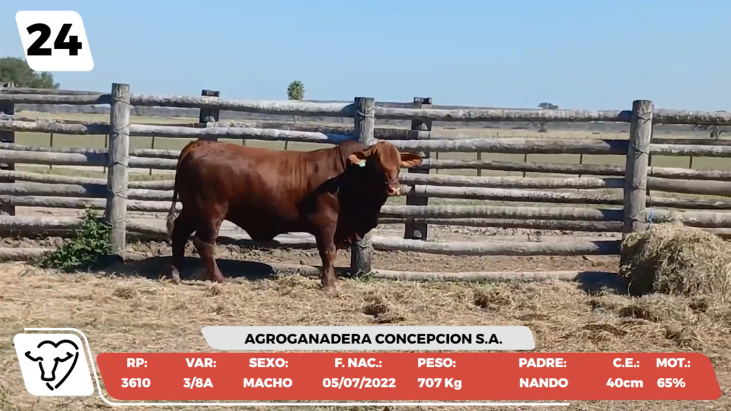 Lote LOTE 24