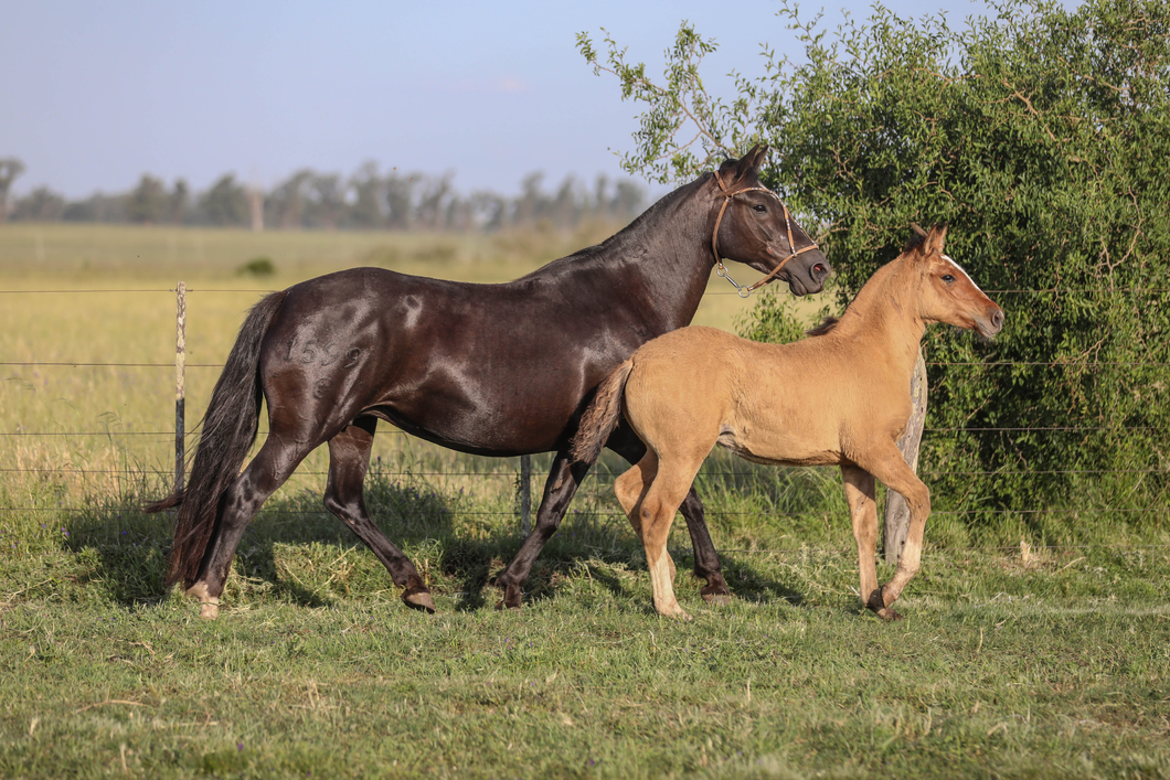 Lote DEL SILENCIO MURGA