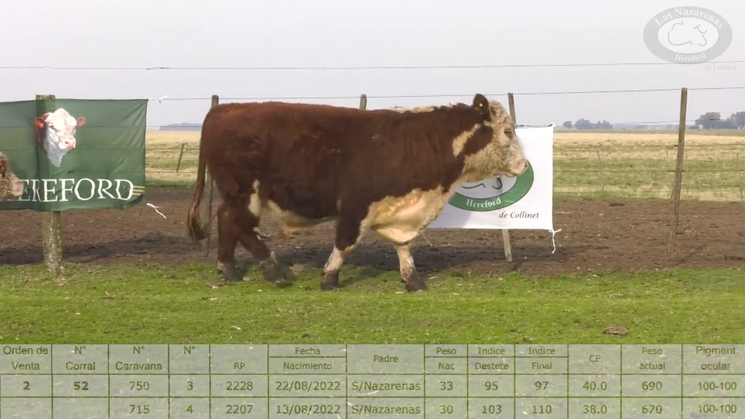 Lote Cabaña Las Nazarenas - Toros Polled Hereford Puros Registrados